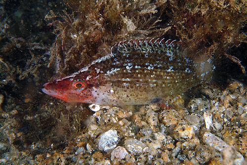 Pointed-snout wrasse